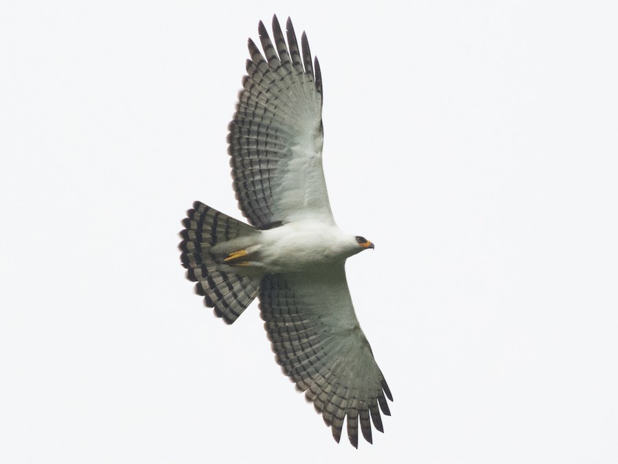 Black-and-white Hawk-Eagle - eBird