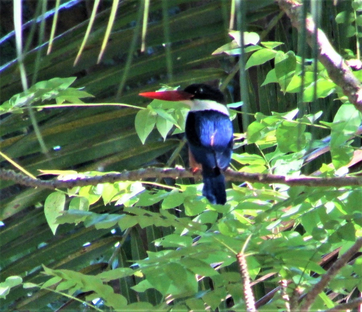 Black-capped Kingfisher - ML326177211