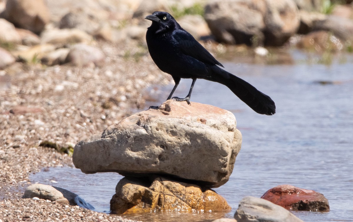 Great-tailed Grackle - ML326179171