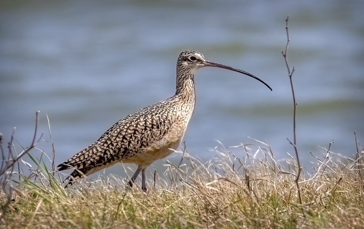 Long-billed Curlew - Jerry Turner