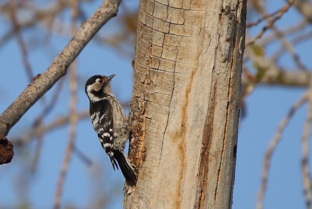 Lesser Spotted Woodpecker - ML326180401
