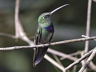  - Violet-chested Hummingbird