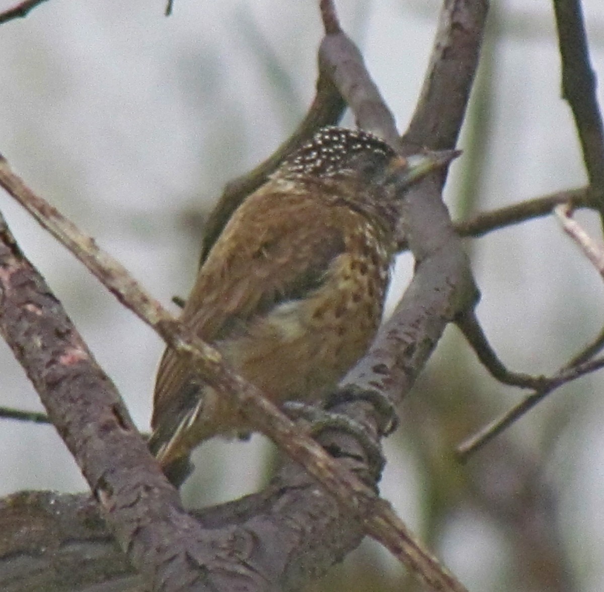 new world piculet sp. - ML326188271
