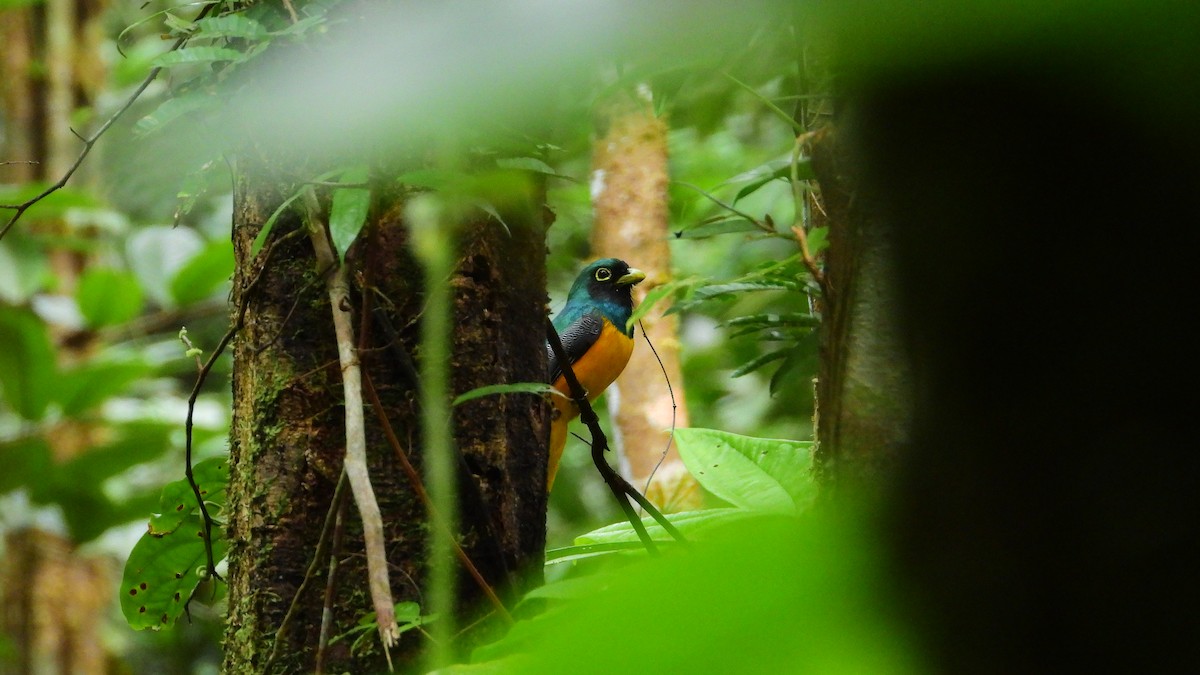 Amazonian Black-throated Trogon - Jorge Muñoz García   CAQUETA BIRDING