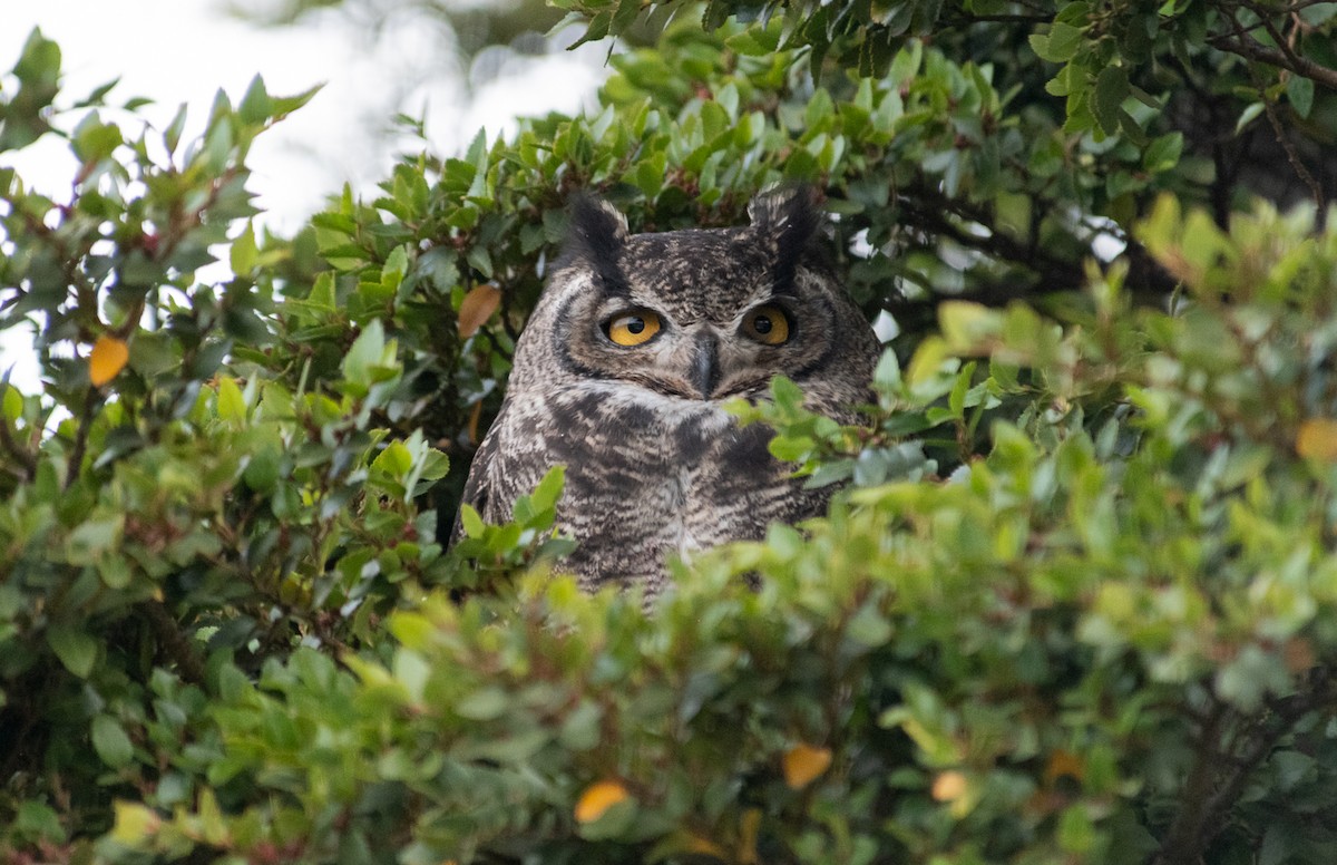 Lesser Horned Owl - ML326191781