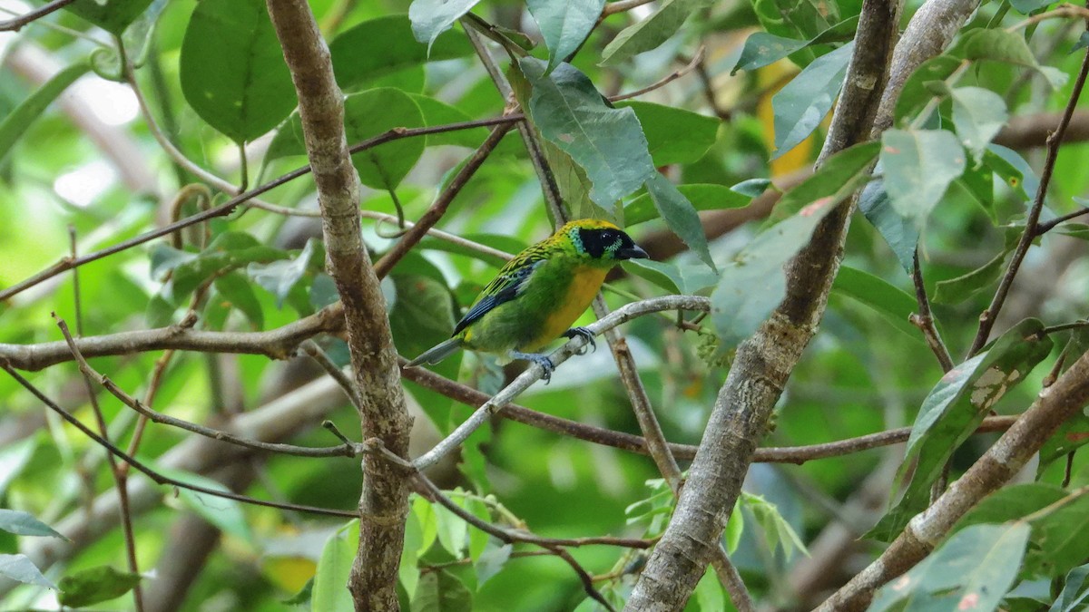 Green-and-gold Tanager - ML326197271
