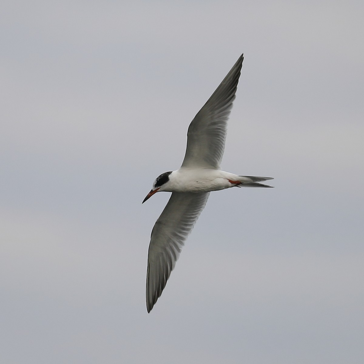 Forster's Tern - Howard Patterson