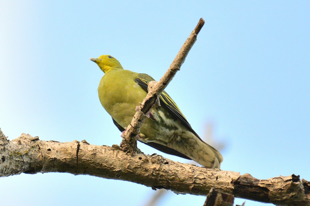 Gray-fronted Green-Pigeon - Renuka Vijayaraghavan
