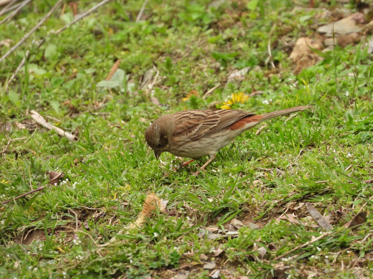 White-capped Bunting - ML326205951