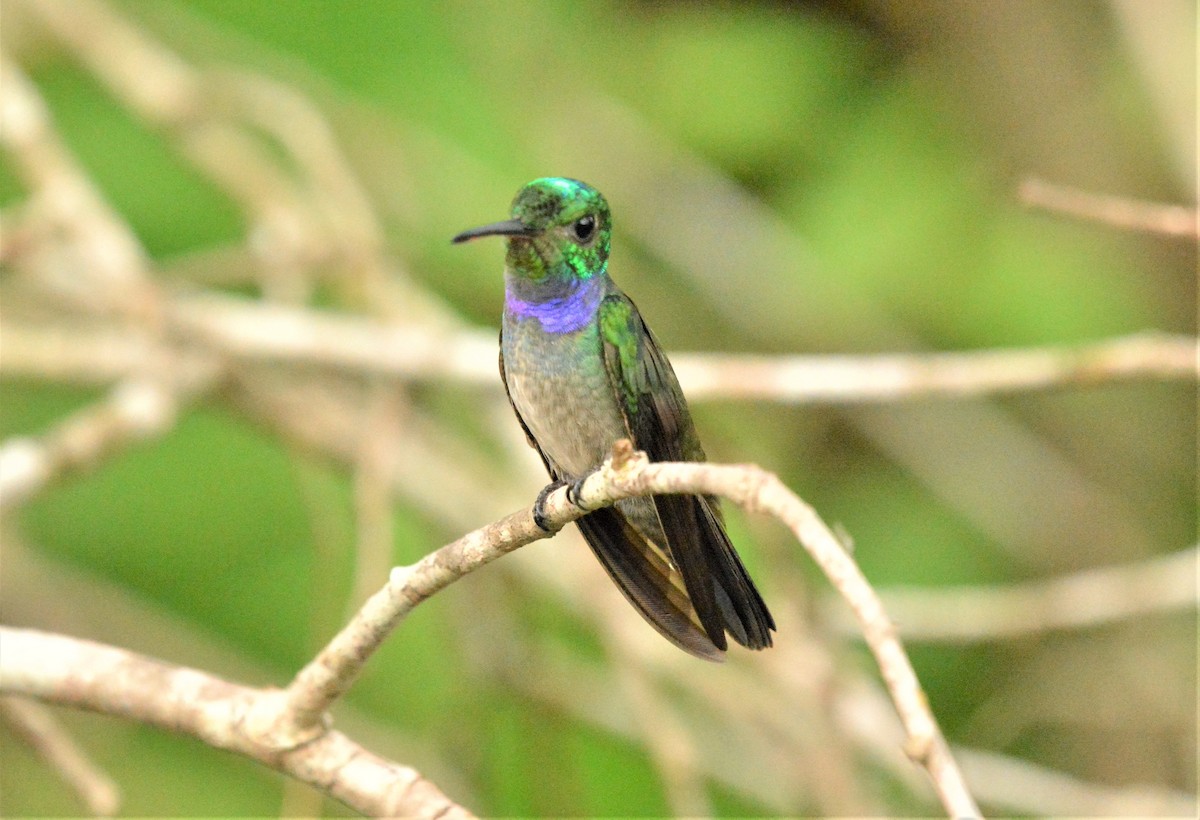 Blue-chested Hummingbird - ML326208361