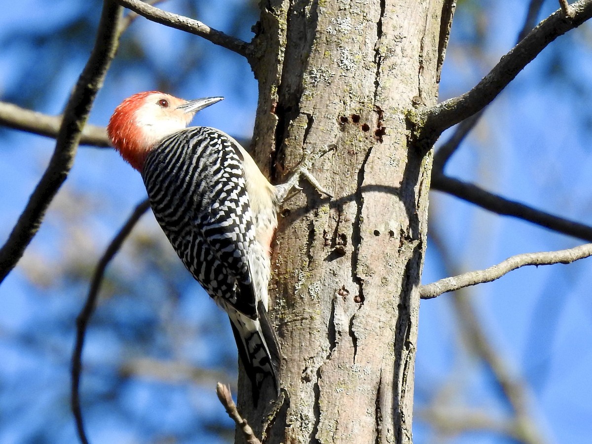 Red-bellied Woodpecker - ML326218721