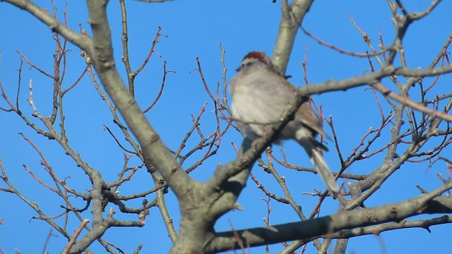 Chipping Sparrow - ML326221291
