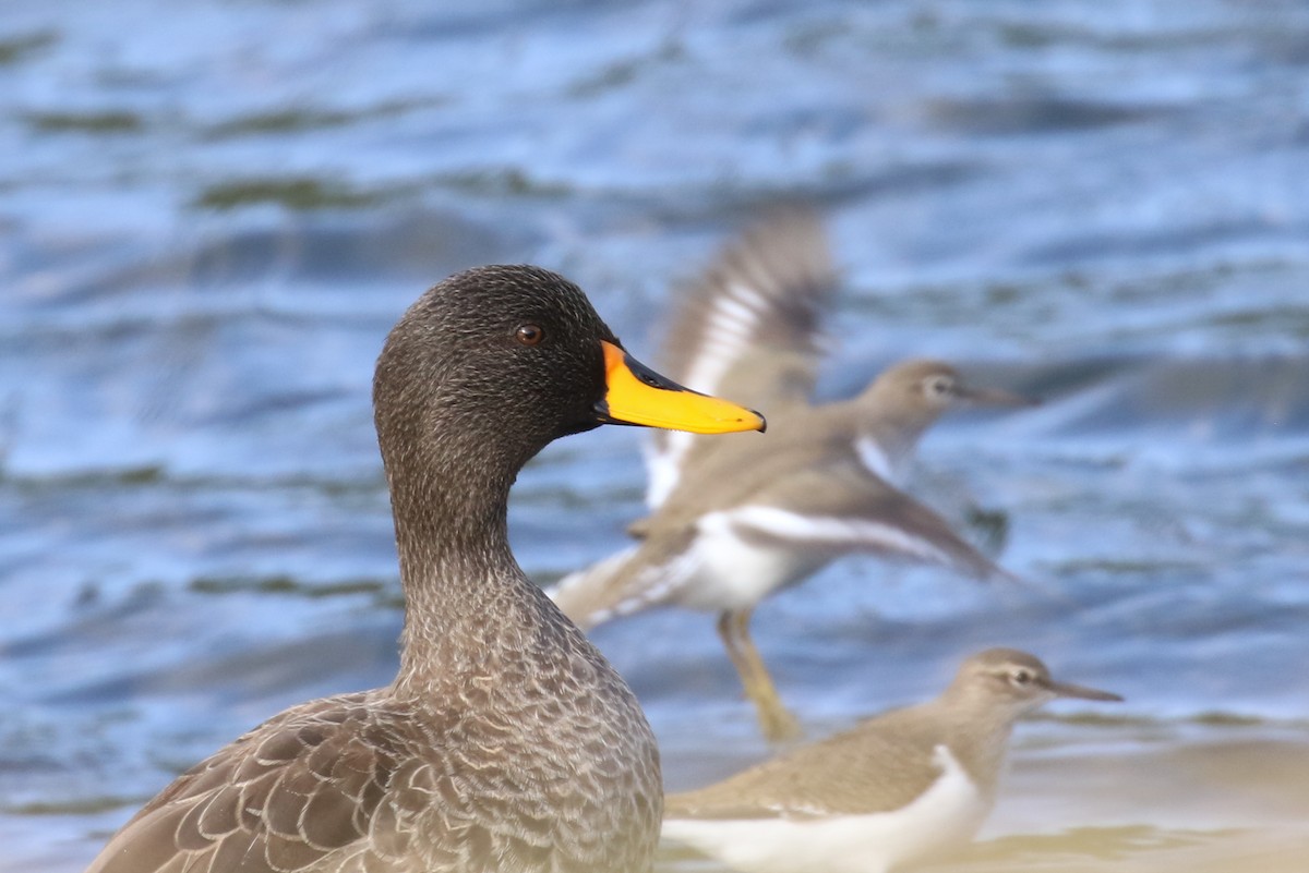 Yellow-billed Duck - ML326221571