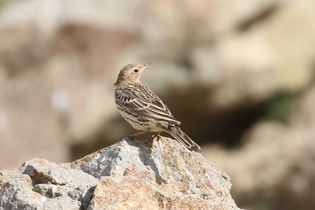 Red-throated Pipit - ML326223811