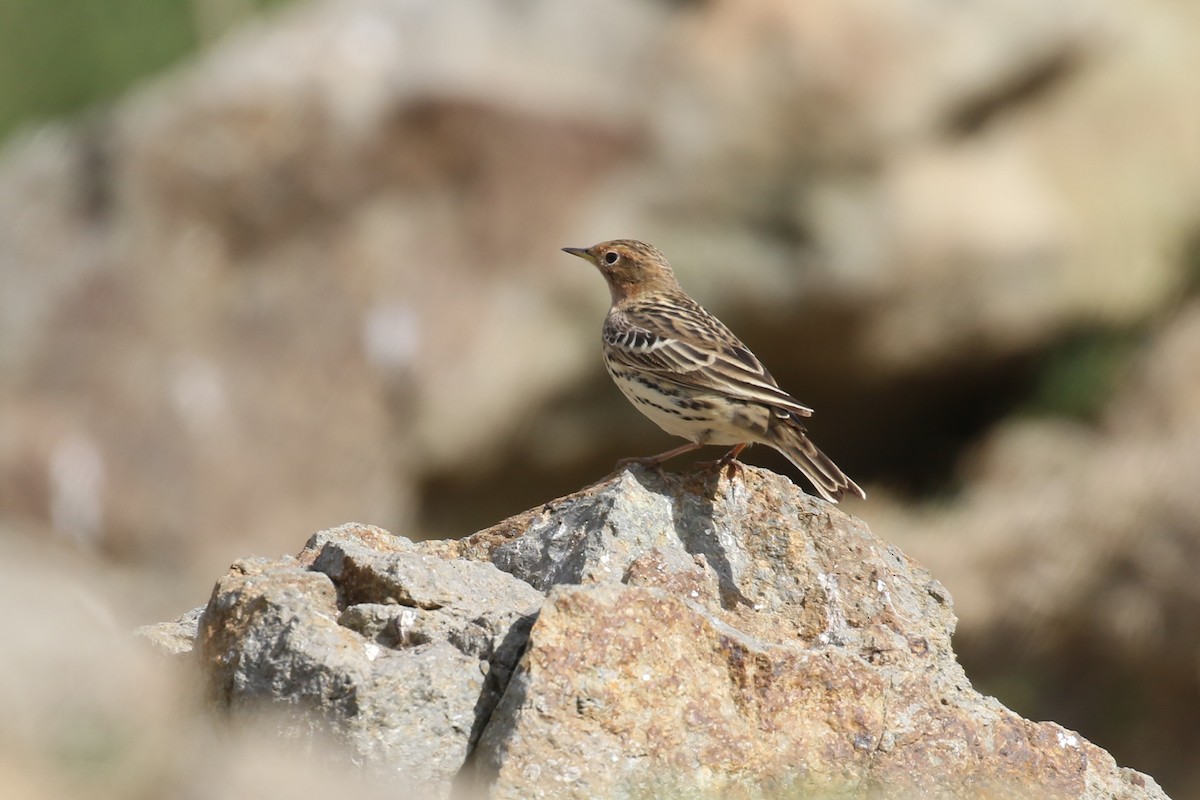 Red-throated Pipit - ML326223891