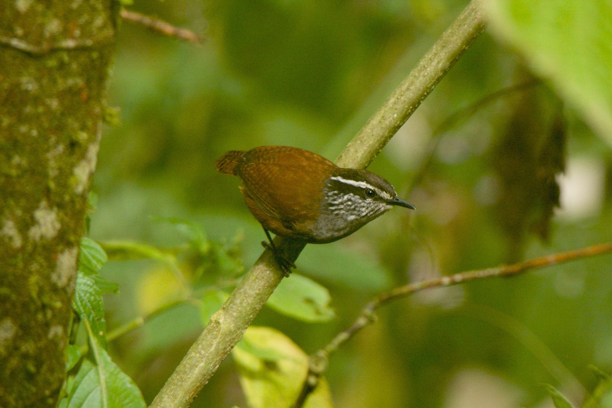 Gray-breasted Wood-Wren - Cory Gregory