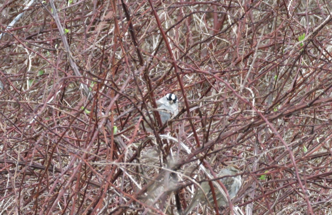White-crowned Sparrow - ML326233921