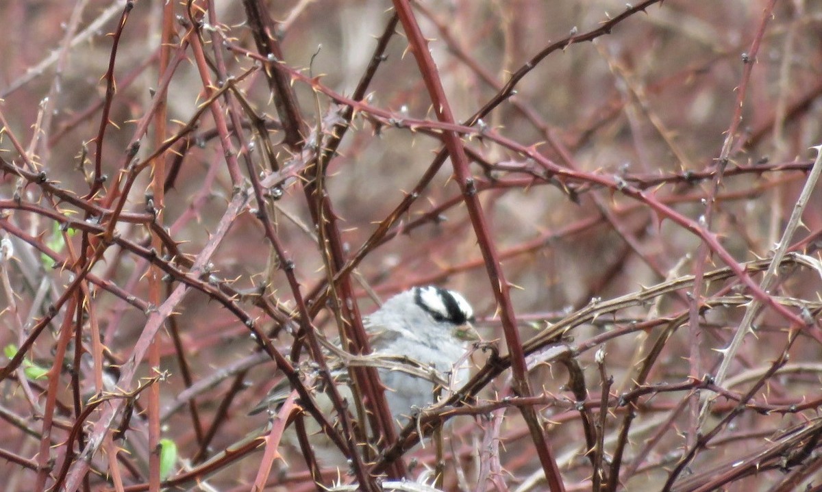 White-crowned Sparrow - ML326233931