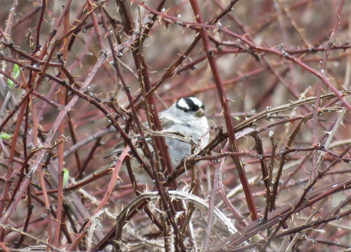 White-crowned Sparrow - ML326233941