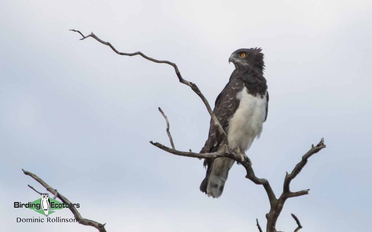Black-chested Snake-Eagle - Dominic Rollinson - Birding Ecotours