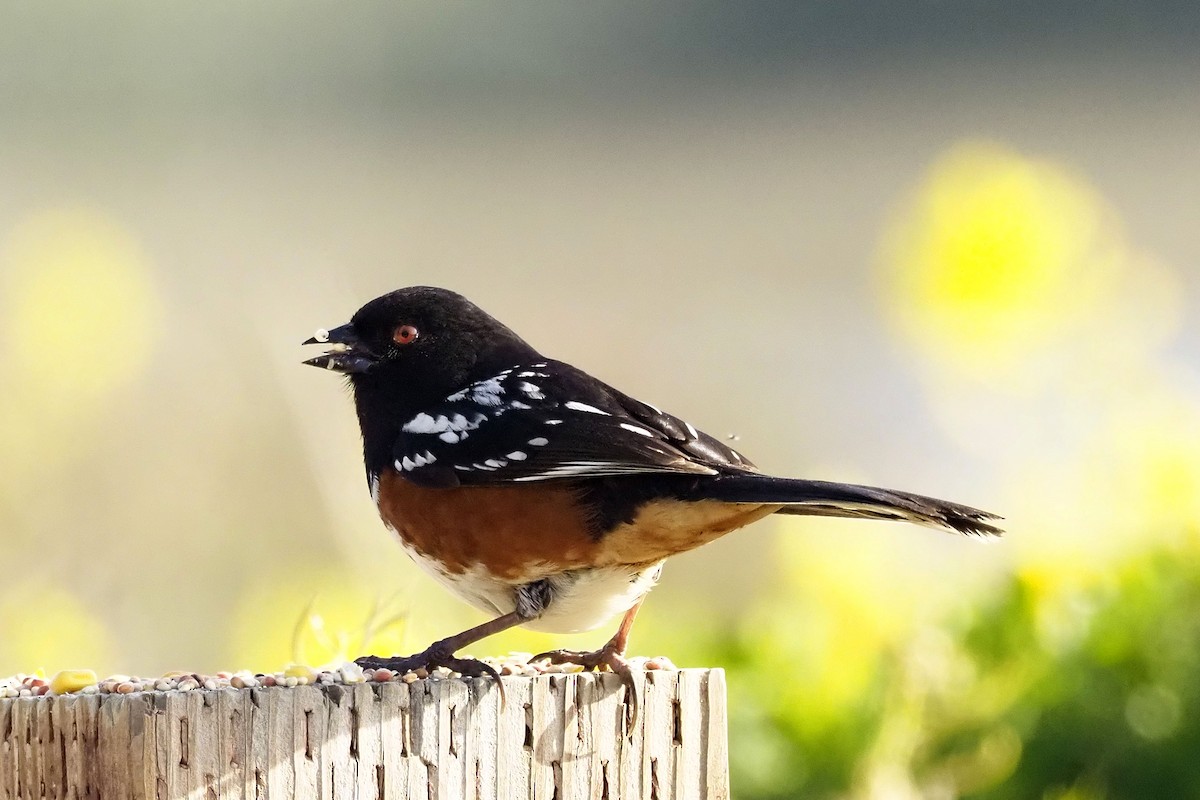 Spotted Towhee - ML326238911