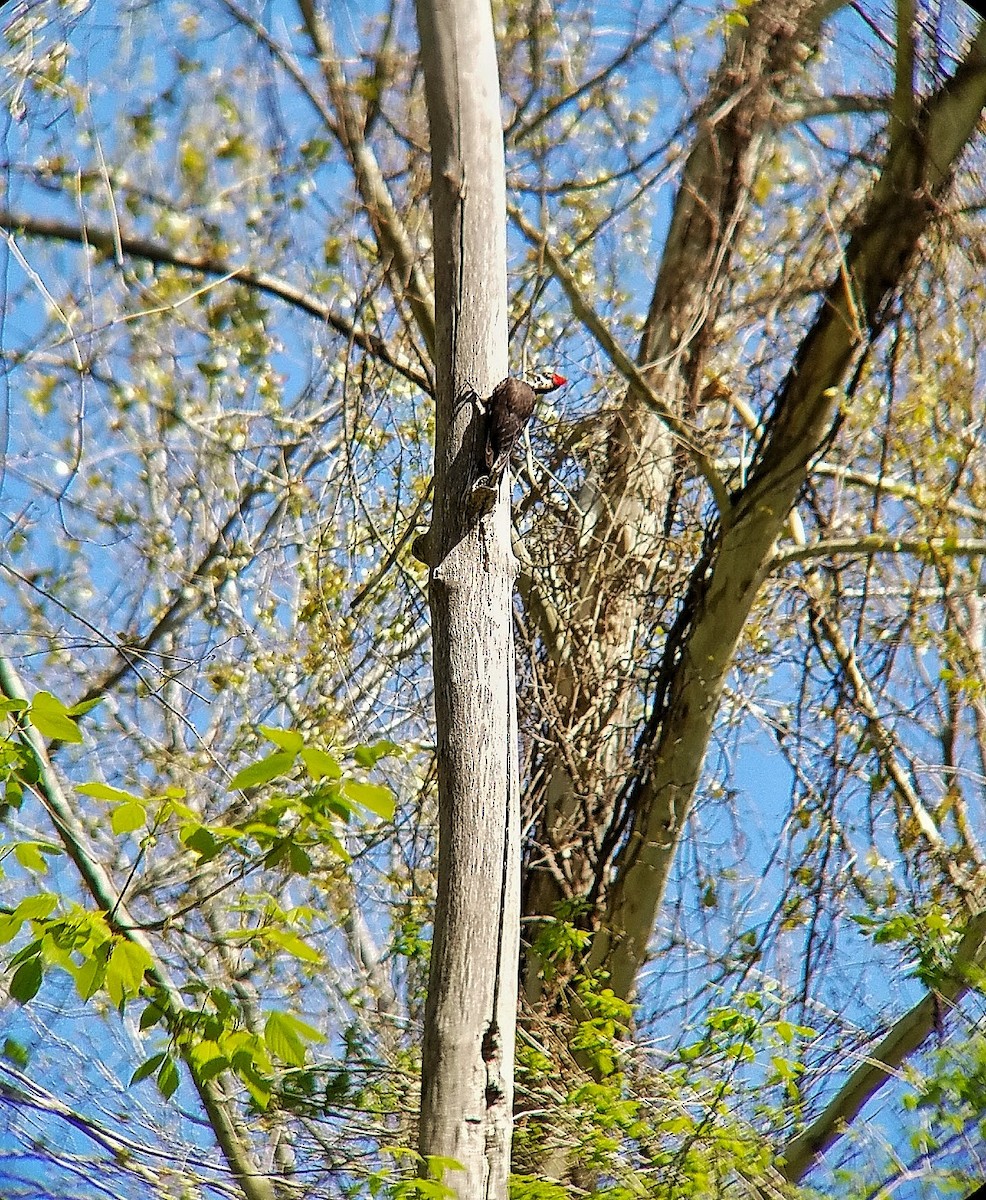 Pileated Woodpecker - ML326242951