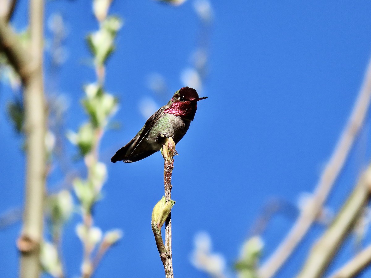 Anna's Hummingbird - ML326243861
