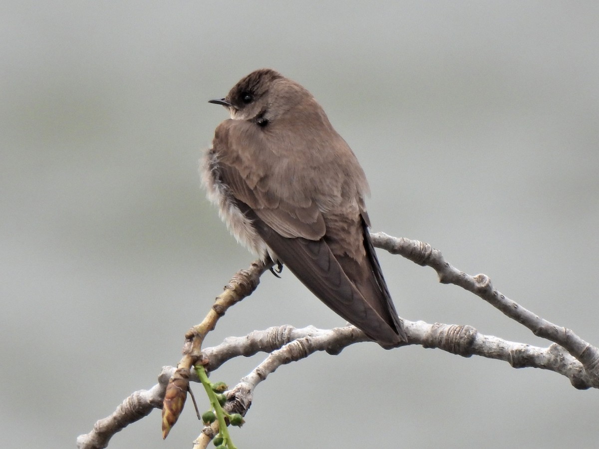 Northern Rough-winged Swallow - ML326249211