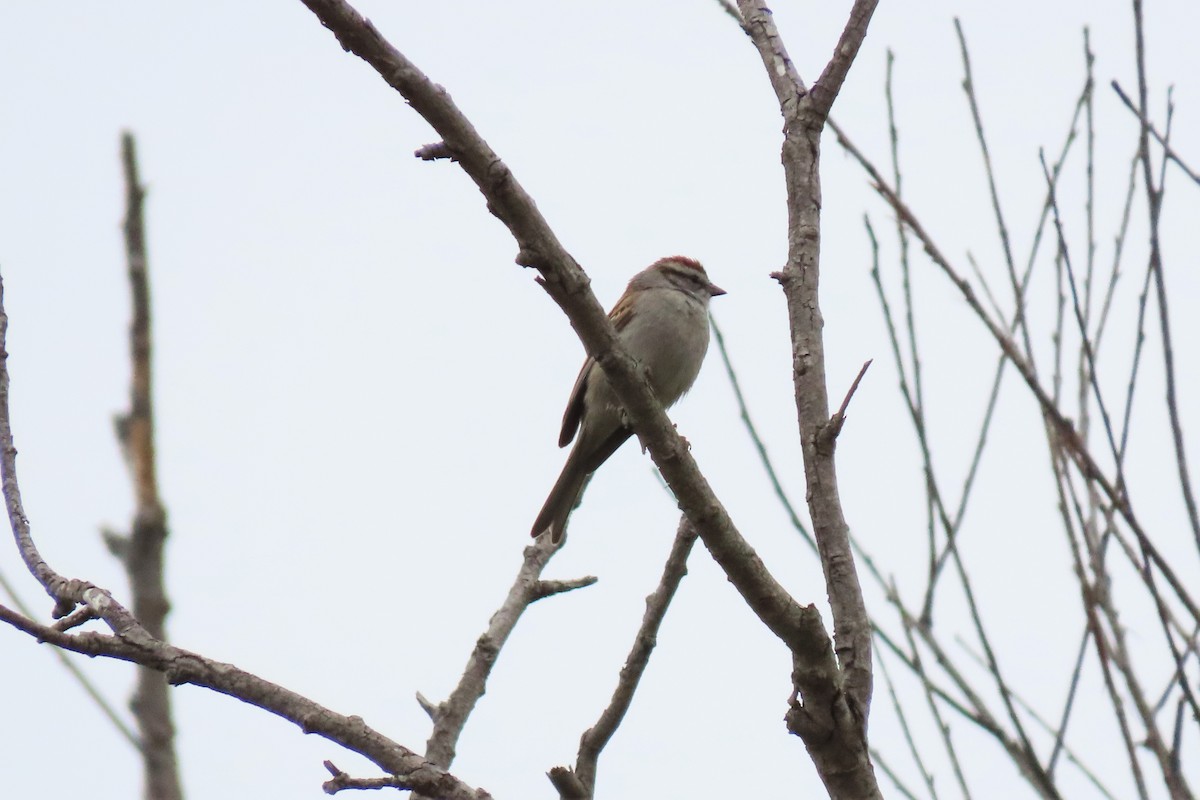 Chipping Sparrow - ML326249381
