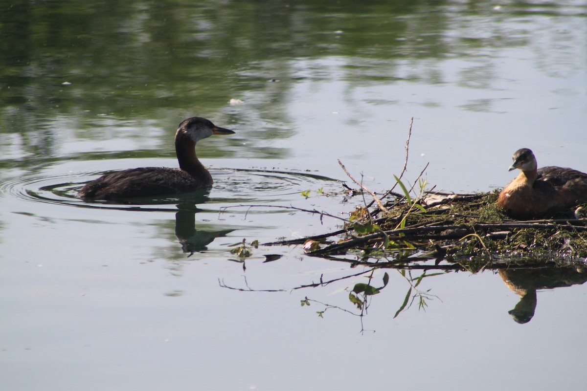 Red-necked Grebe - ML32625101
