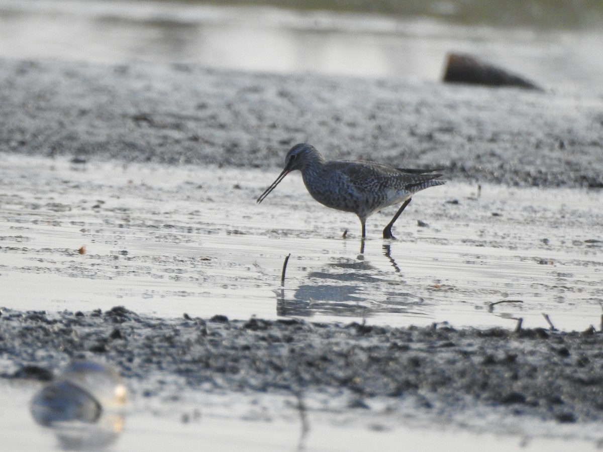 Spotted Redshank - ML326251491