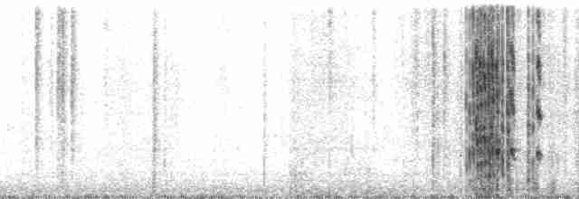 Красноногая олуша (rubripes) - ML32626