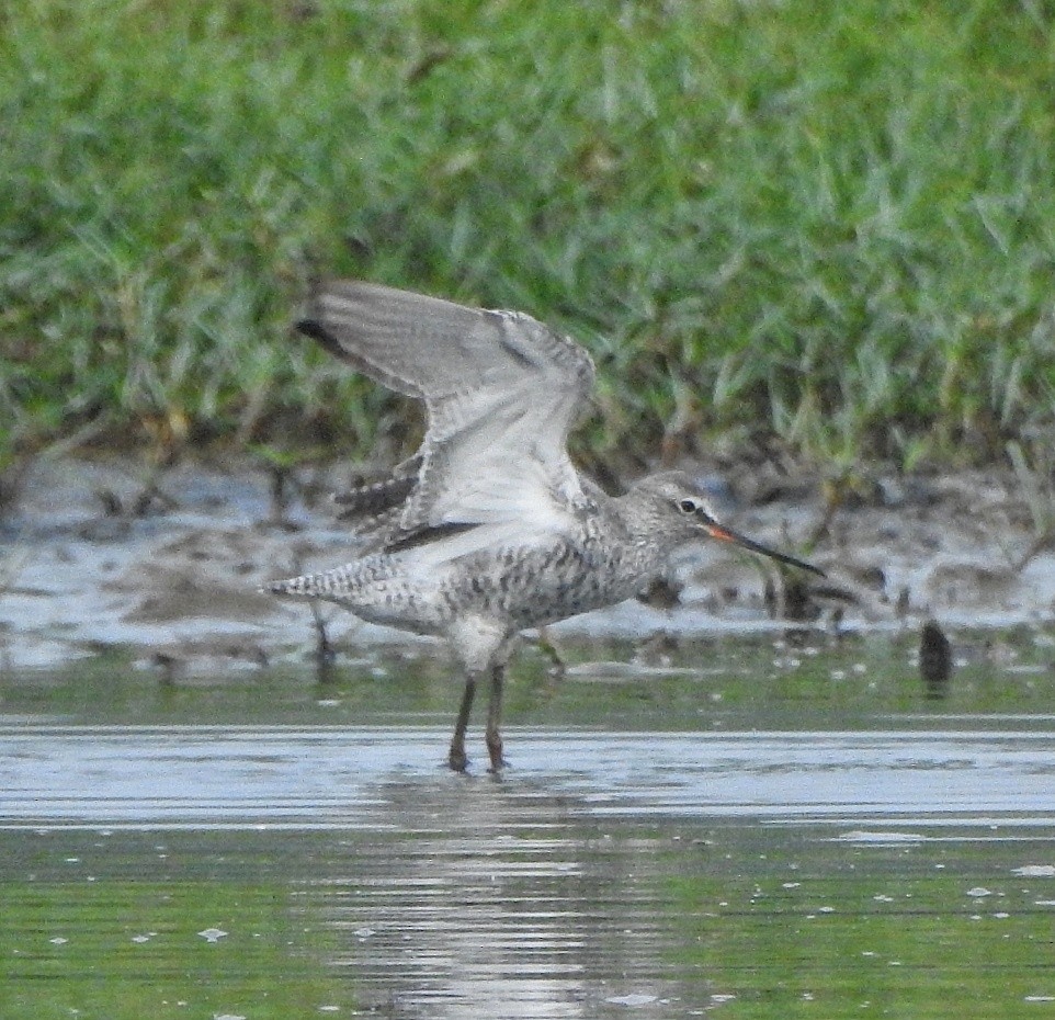 Spotted Redshank - ML326260121