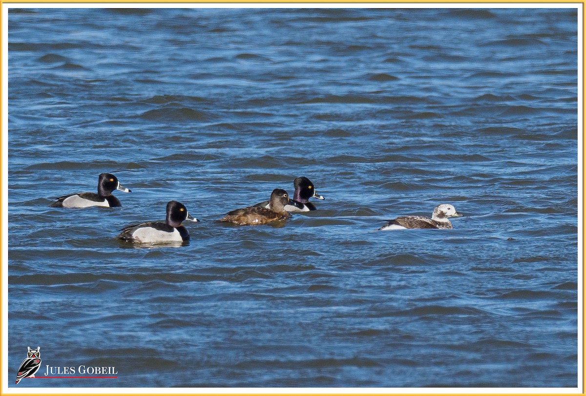 Long-tailed Duck - ML326260691