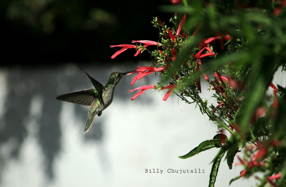 Olive-spotted Hummingbird - ML326266121