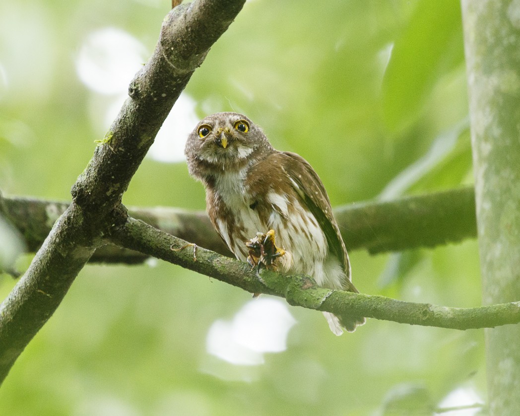 Amazonian Pygmy-Owl - Silvia Faustino Linhares