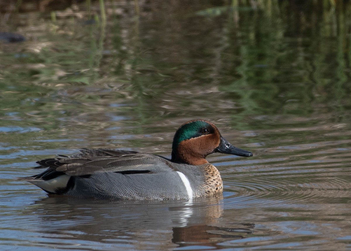 Green-winged Teal - ML326272501