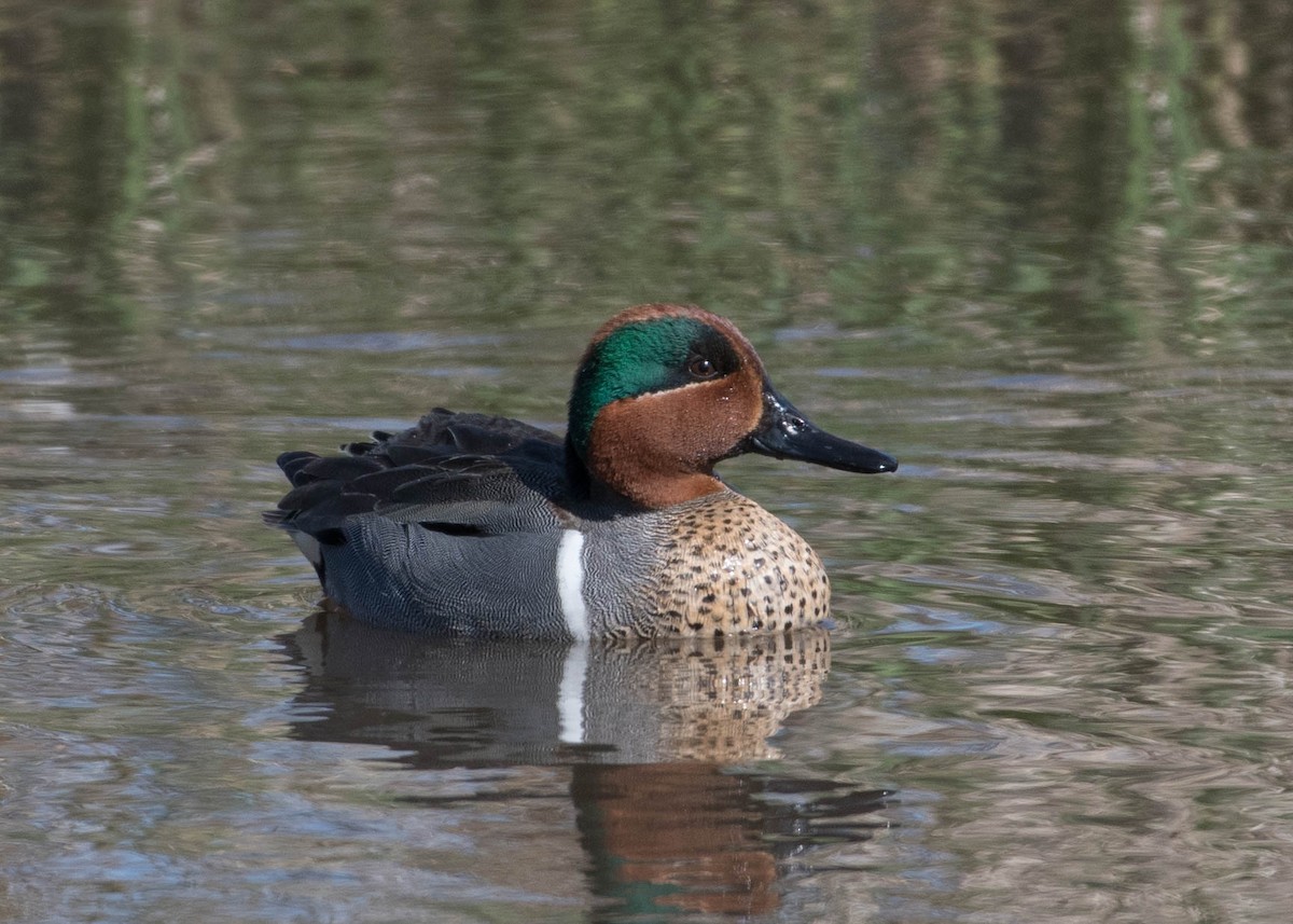 Green-winged Teal - ML326272531