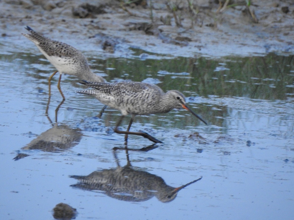 Spotted Redshank - ML326273311