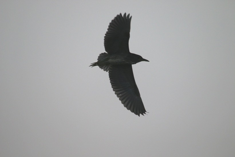 Black-crowned Night Heron - ML32627431