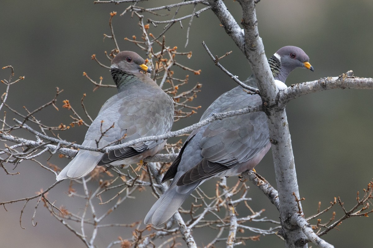 Band-tailed Pigeon - ML326274861