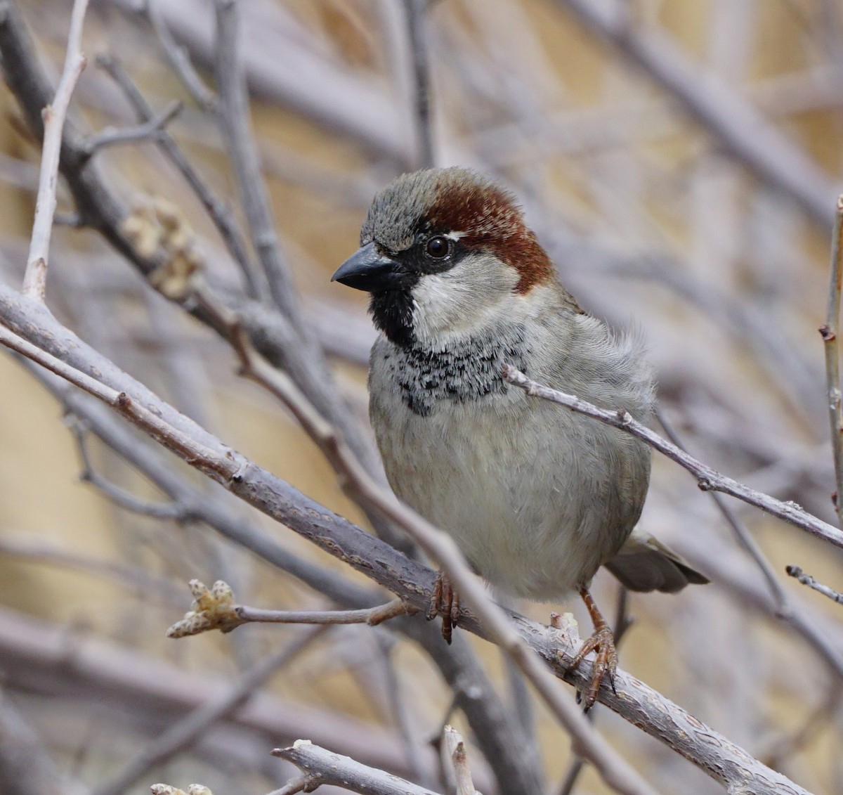 House Sparrow - linda p