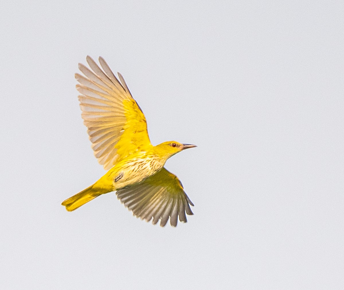 Indian Golden Oriole - ML326280971