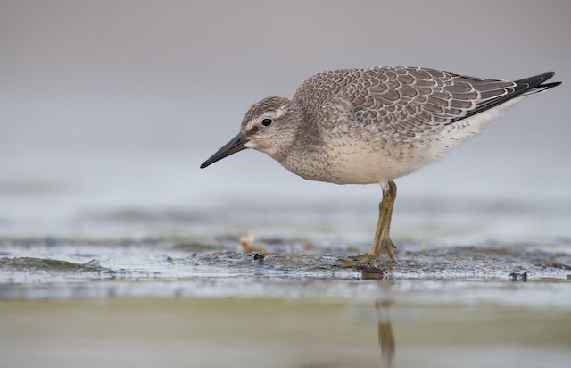Red Knot