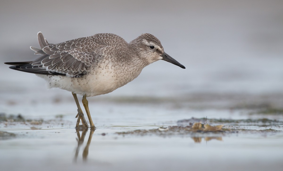 Red Knot - ML32628341