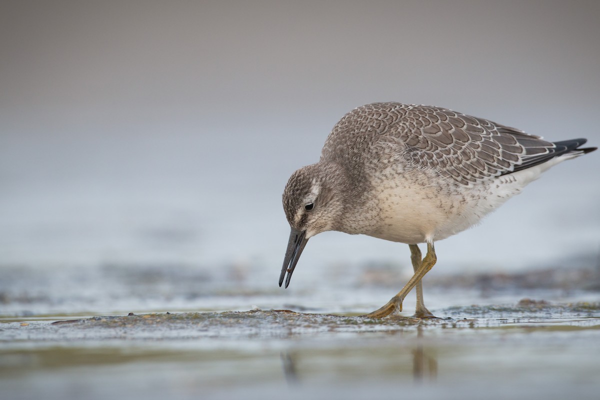 Red Knot - ML32628351