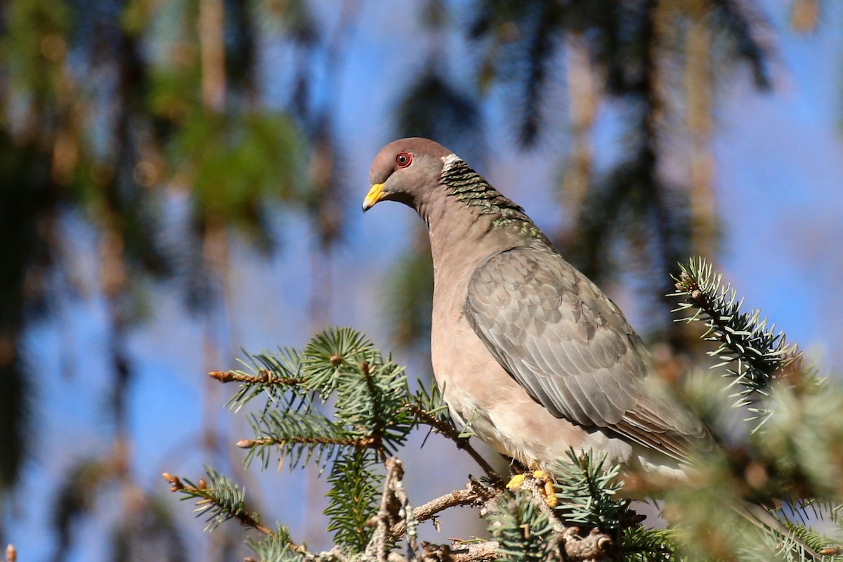 Band-tailed Pigeon - ML326283951