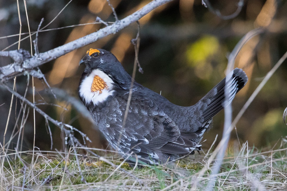 Sooty Grouse - Les Peterson