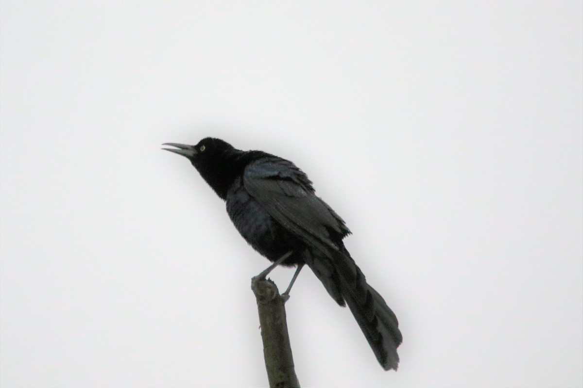 Great-tailed Grackle - ML326297561