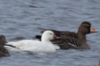 Ross's Goose, ML326300431